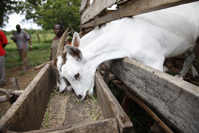 kenyan goat