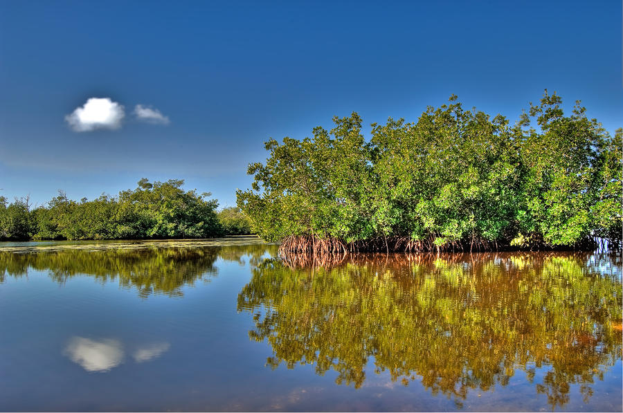 mangrove trees