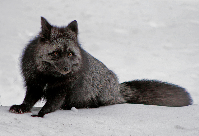 silver fox