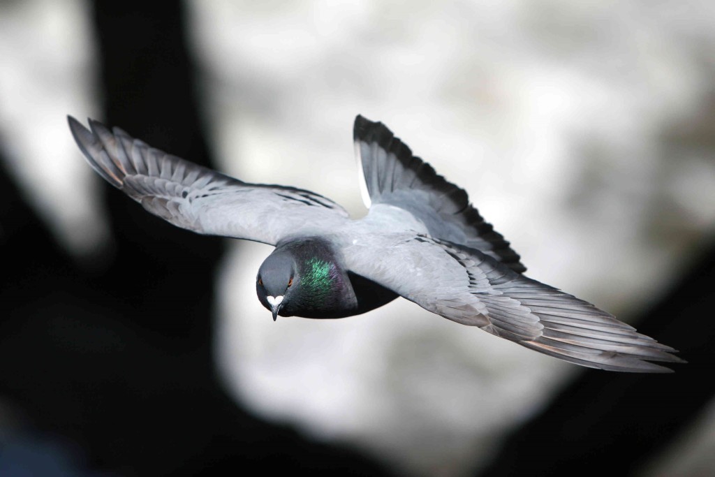 The Economics Of Pigeons In China | Centives